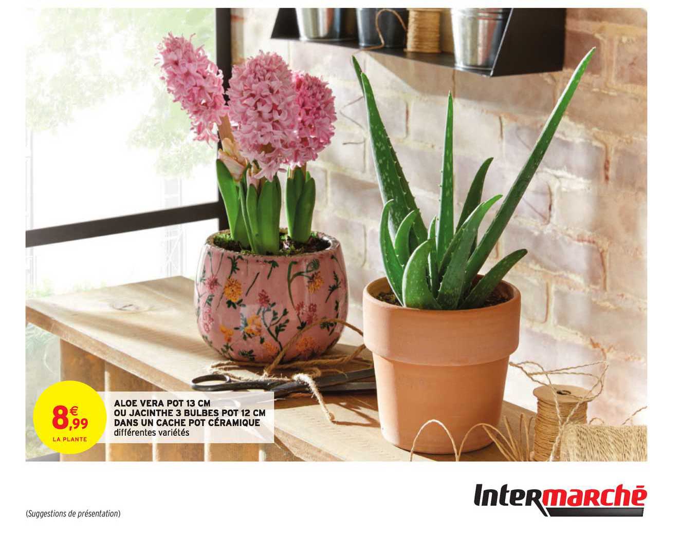 aloe vera pot 13 cm ou jacinthe 3 bulbes pot 12 cm dans un cache pot céramique