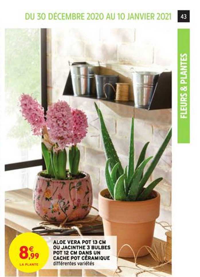 aloe vera pot 13 cm ou jacinthe 3 bulbes pot 12 cm dans un cache pot céramique