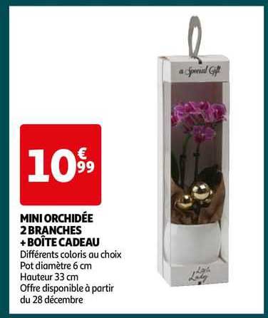 Mini Orchidée 2 Branches + Boîte Cadeau