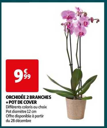 orchidée 2 branches + pot de cover
