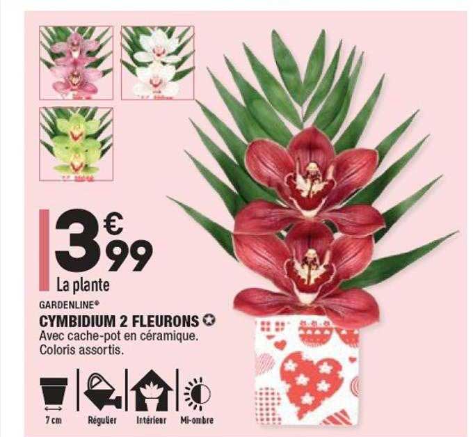 cymbidium 2 fleurons gardenline