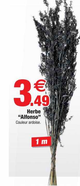 herbe "alfonso"