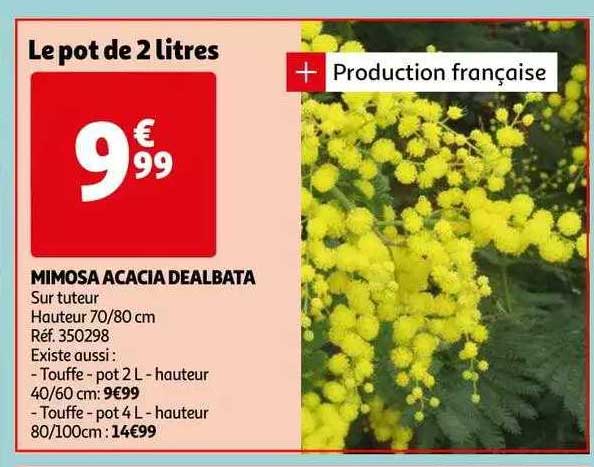 Mimosa Acacia Dealbata