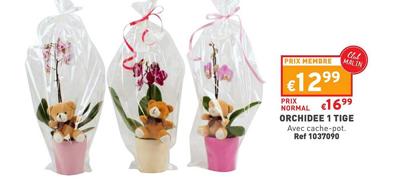orchidée 1 tige