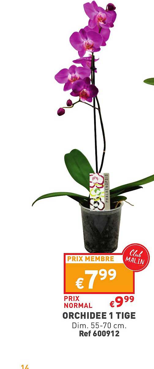 orchidée 1 tige
