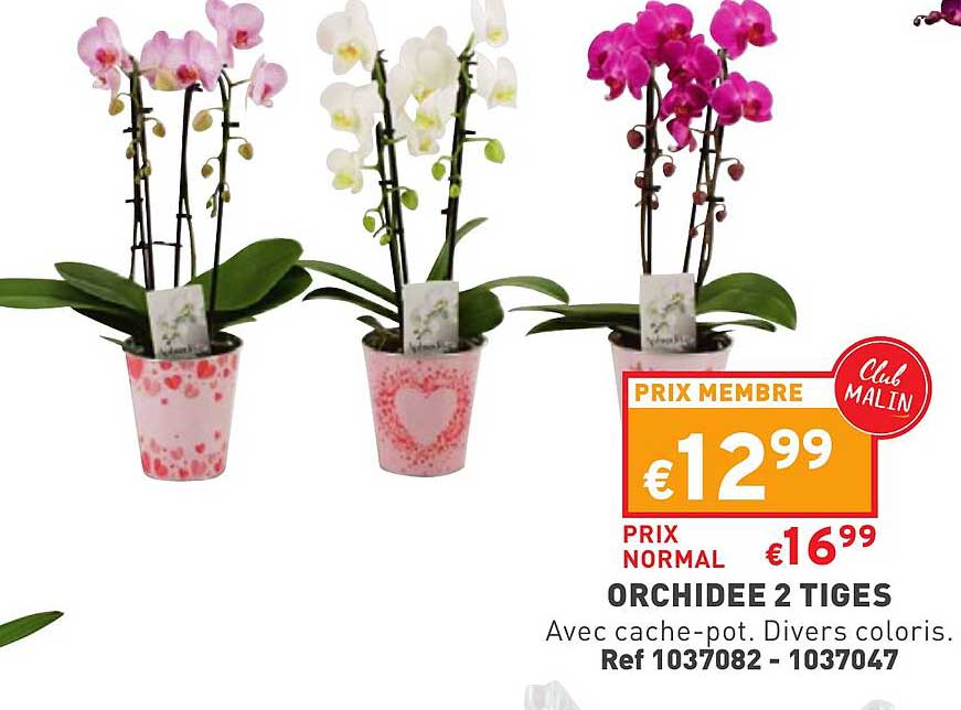 Orchidée 2 Tiges