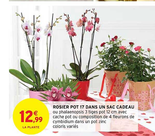 rosier pot 17 dans un sac cadeau
