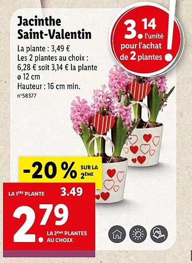 Jacinthe Saint-valentin