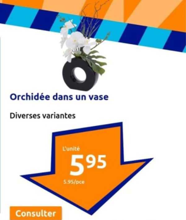 orchidée dans un vase