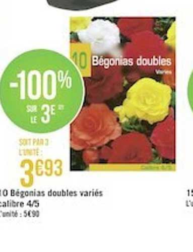bégonias doubles variés calibre 4-5