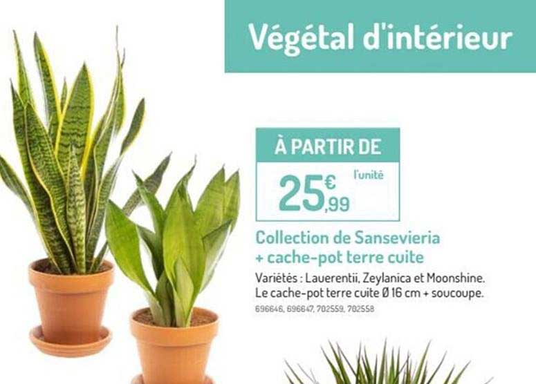 collection de sansevieria + cache-pot terre cuite