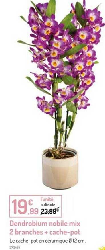dendrobium nobile mix 2 branches + cache-pot