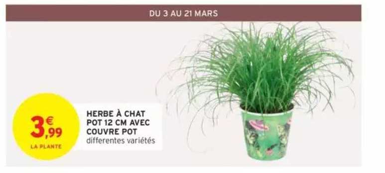 herbe à chat pot 12 cm avec couvre pot