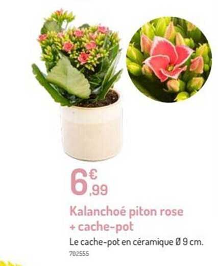 kalanchoé piton rose + cache-pot