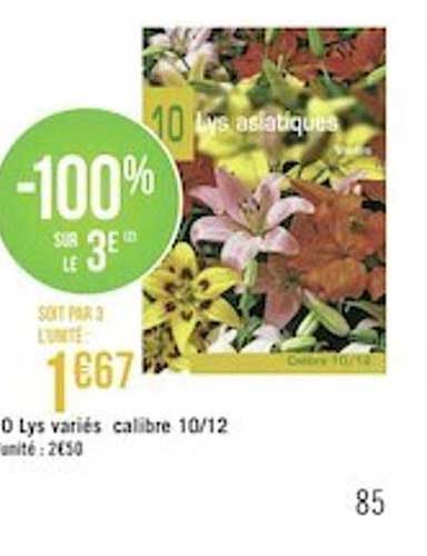 lys asiatiques variés calibre 10-12