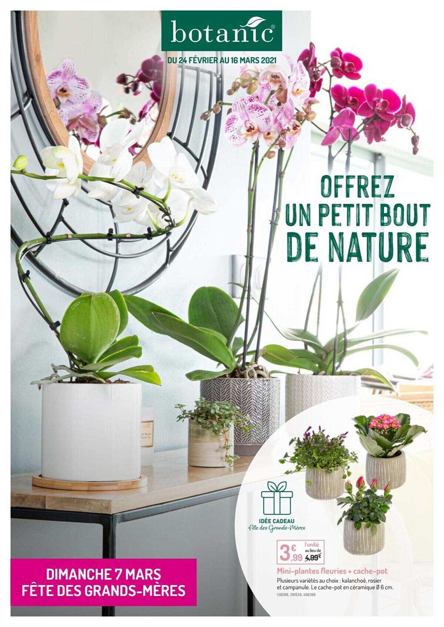 mini-plantes fleuries + cache-pot