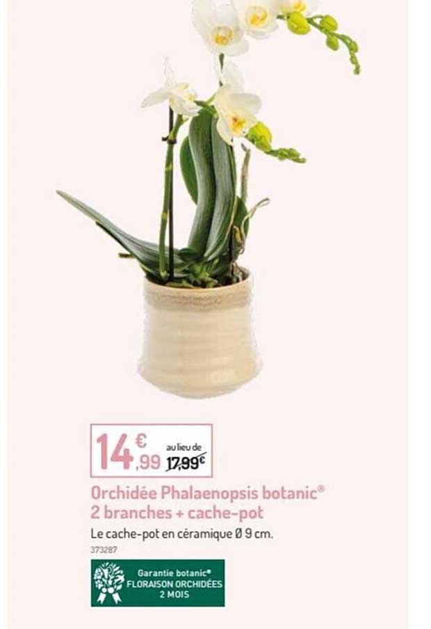 orchidée phalaenopsis botanic 2 branches + cache-pot