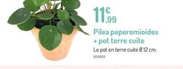 Pilea Peperomioides + Pot Terre Cuite