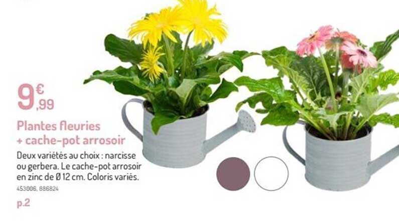 plantes fleuries + cache-pot arrosoir
