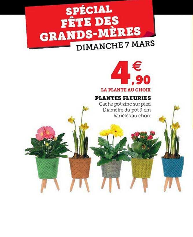 Plantes Fleuries