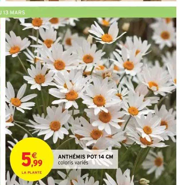 anthémis pot 14 cm