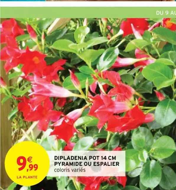 dipladenia pot 14 cm pyramide ou espalier