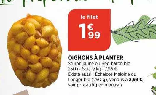 oignons à planter