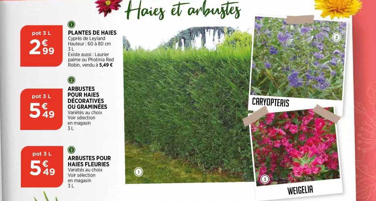 Plantes De Haies, Arbustes Pour Haies Décoratives Ou Graminées, Arbustes Pour Haies Fleuries