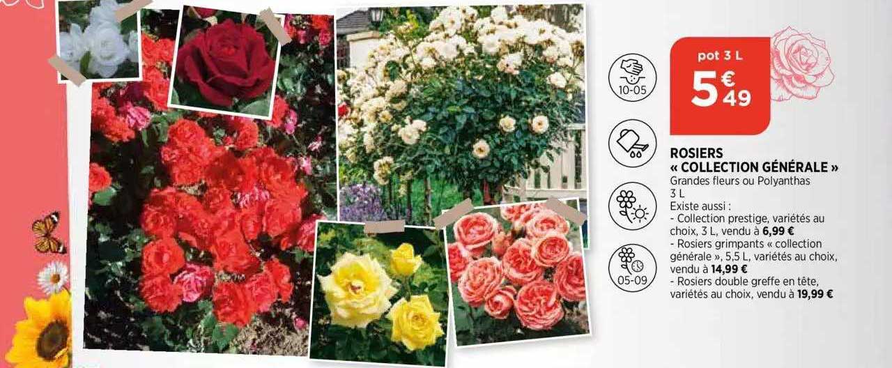 rosiers «collection générale»