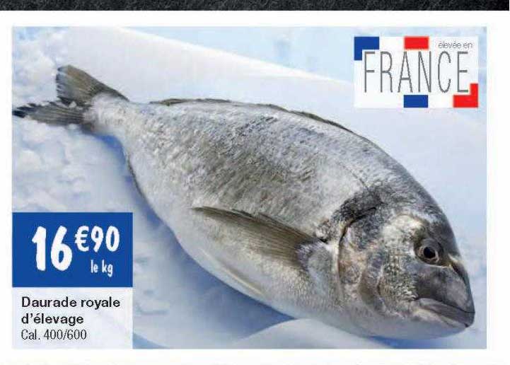 daurade royale d'élevage