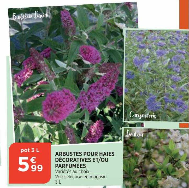 arbustes pour haies décoratives et-ou parfumées