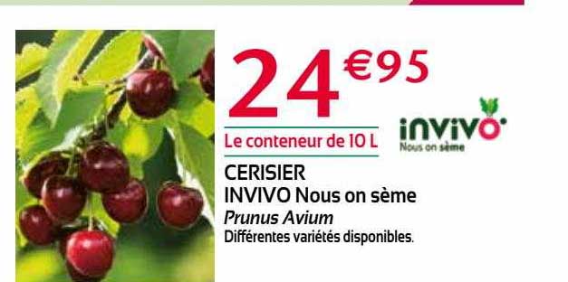 cerisier invivo nous on sème