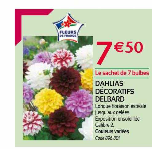 Dahlias Décoratifs Delbard