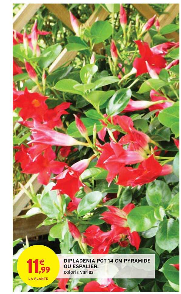 dipladenia pot 14 cm pyramide ou espalier