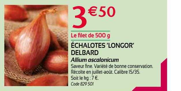 échalotes "longor' delbard