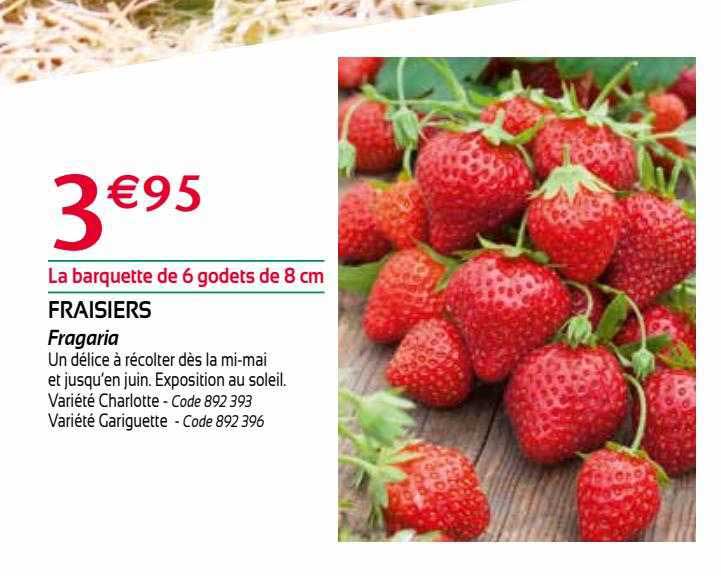 fraisiers fragaria