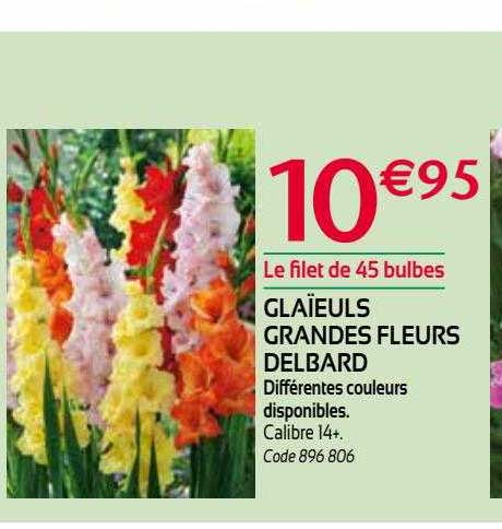 glaïeuls grandes fleurs delbard