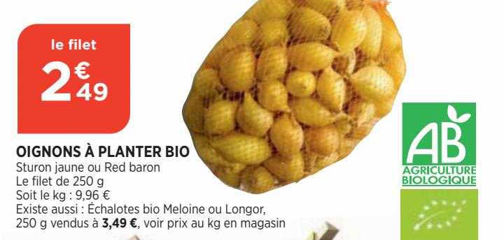 oignons à planter bio