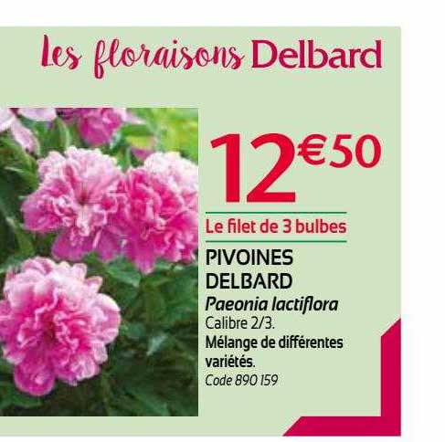 Pivoines Delbard