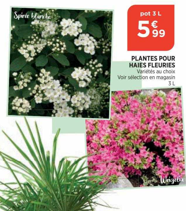 plantes pour haies fleuries