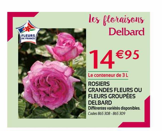Rosiers Grandes Fleurs Ou Fleurs Groupées Delbard