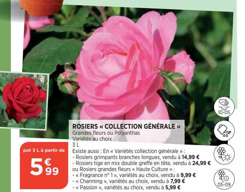 rosiers «collection générale»