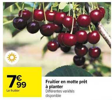 fruitier en motte prêt à planter