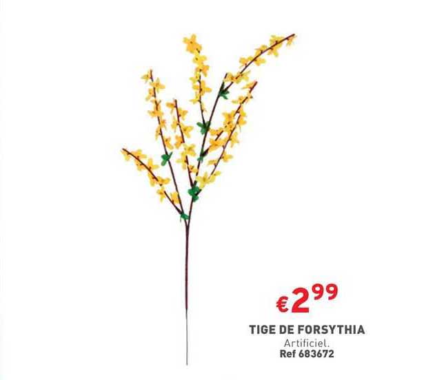 Tige De Forsythia