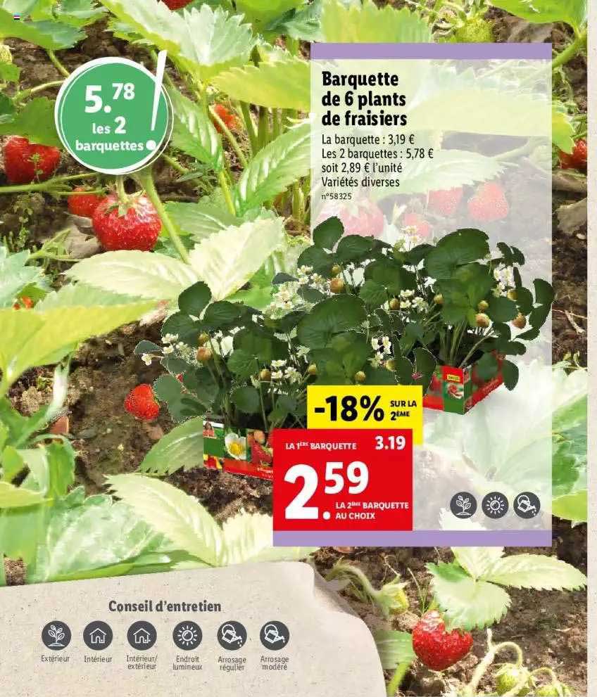 barquettes de 6 plants de fraisiers