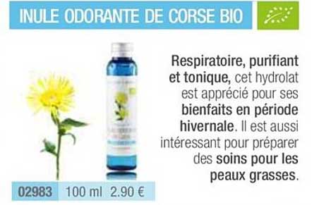 Inule Odorante De Corse Bio