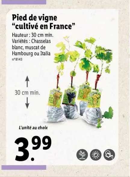 pied de vigne "cultivé en france"