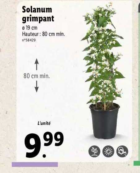 solanum grimpant