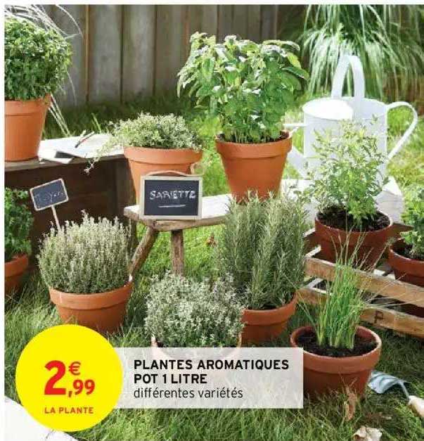 plantes aromatiques pot 1 litre