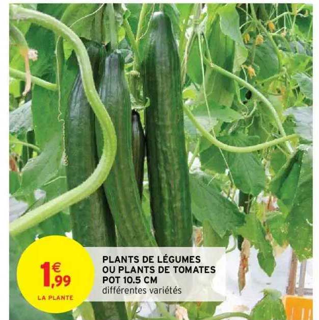 plants de légumes ou plants de tomates pot 10.5 cm